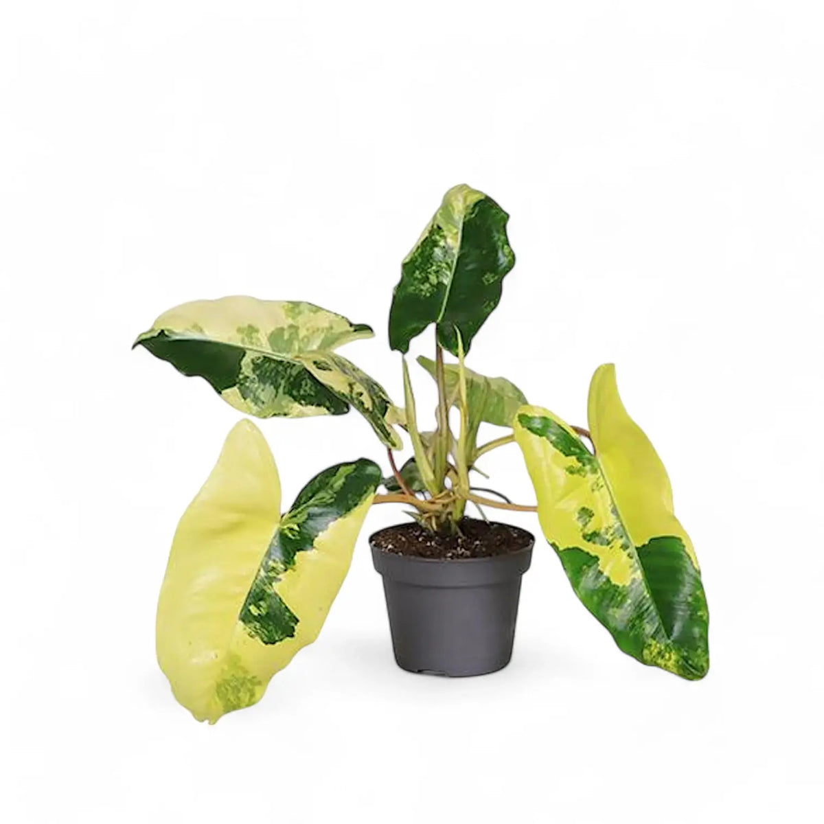 Philodendron 'Burle Marx' variegata potted plant in nursery pot on white background.