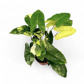 Philodendron 'Burle Marx' variegata potted plant in nursery pot on white background.