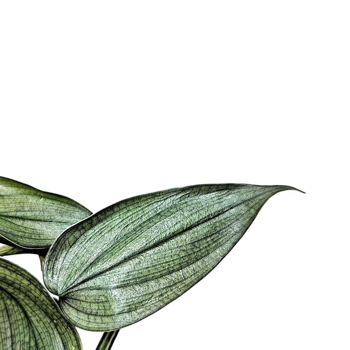 Philodendron 'Burle Marx's fantasy' close-up of leaf on white background.