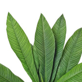Philodendron campii ‘Lynette’ foliage close-up with narrow pleated green leaves and prominent side veins.