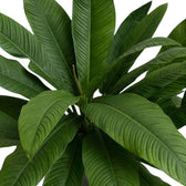 Philodendron campii ‘Lynette’ foliage close-up with narrow pleated green leaves and prominent side veins.