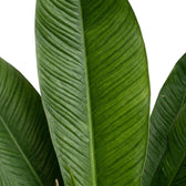 Philodendron campii ‘Lynette’ foliage close-up with narrow pleated green leaves and prominent side veins.