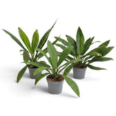 Large Philodendron campii ‘Lynette’ forming a dense rosette of narrow pleated green leaves.