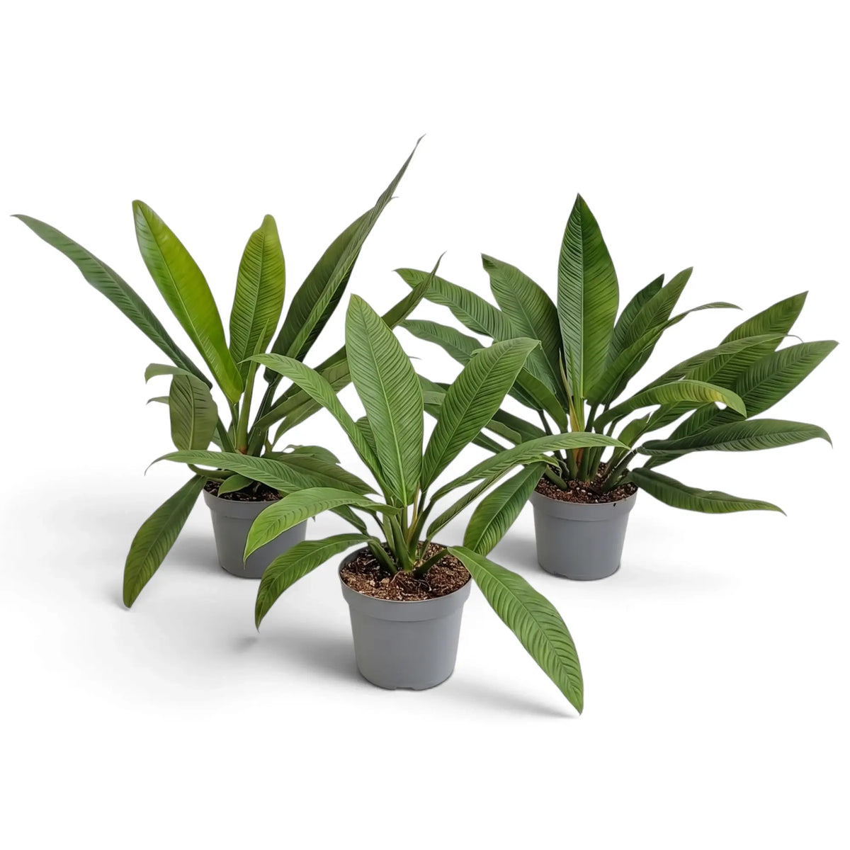 Large Philodendron campii ‘Lynette’ forming a dense rosette of narrow pleated green leaves.