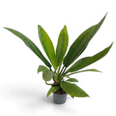 Large Philodendron campii ‘Lynette’ forming a dense rosette of narrow pleated green leaves.
