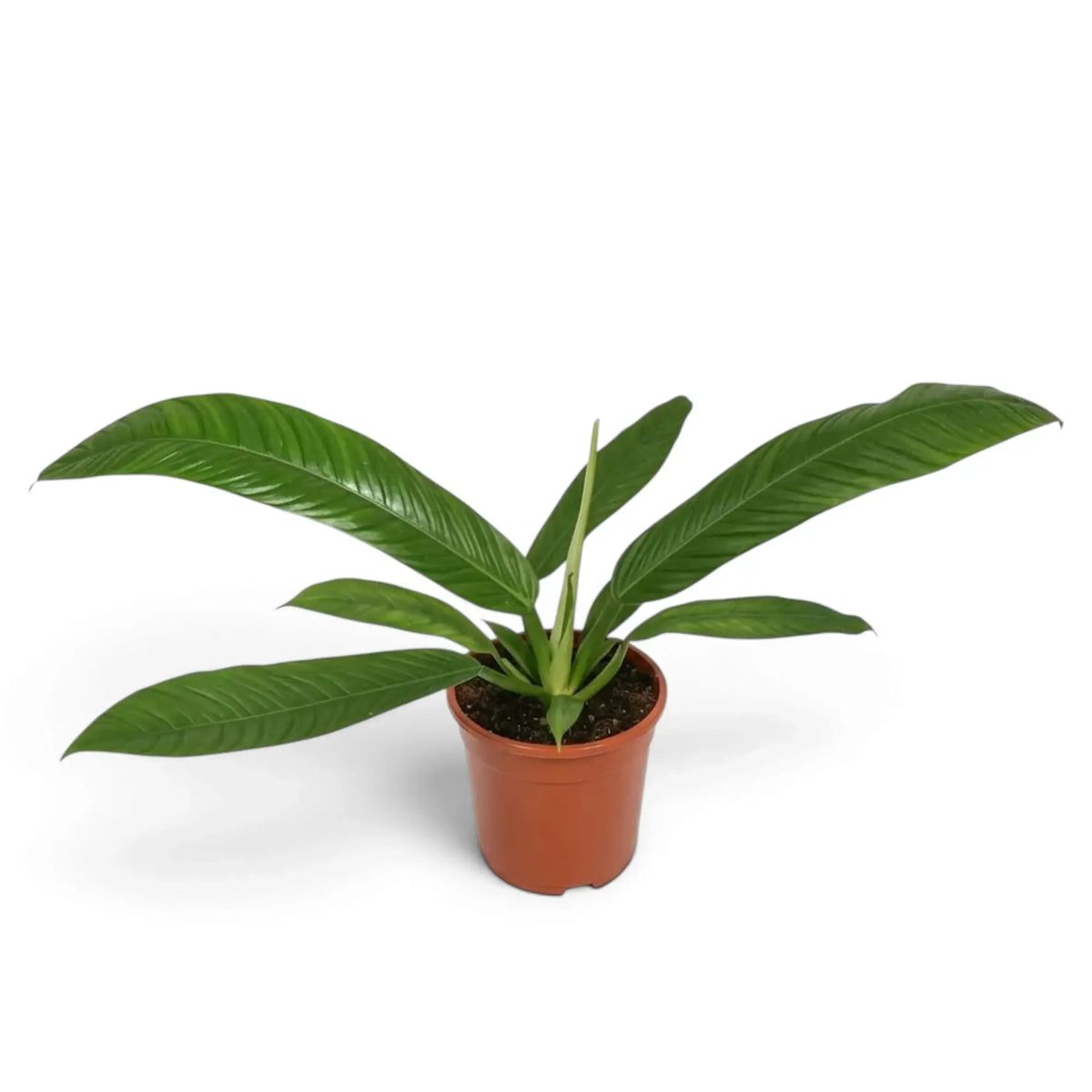 Medium Philodendron campii ‘Lynette’ forming a compact rosette of narrow pleated green leaves.