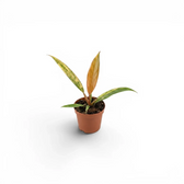 Philodendron 'Caramel Marble' als Baby-Pflanze im Kulturtopf.