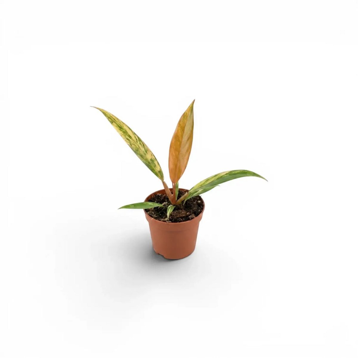 Philodendron 'Caramel Marble' als Baby-Pflanze im Kulturtopf.