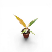 Philodendron 'Caramel Marble' als Baby-Pflanze im Kulturtopf.
