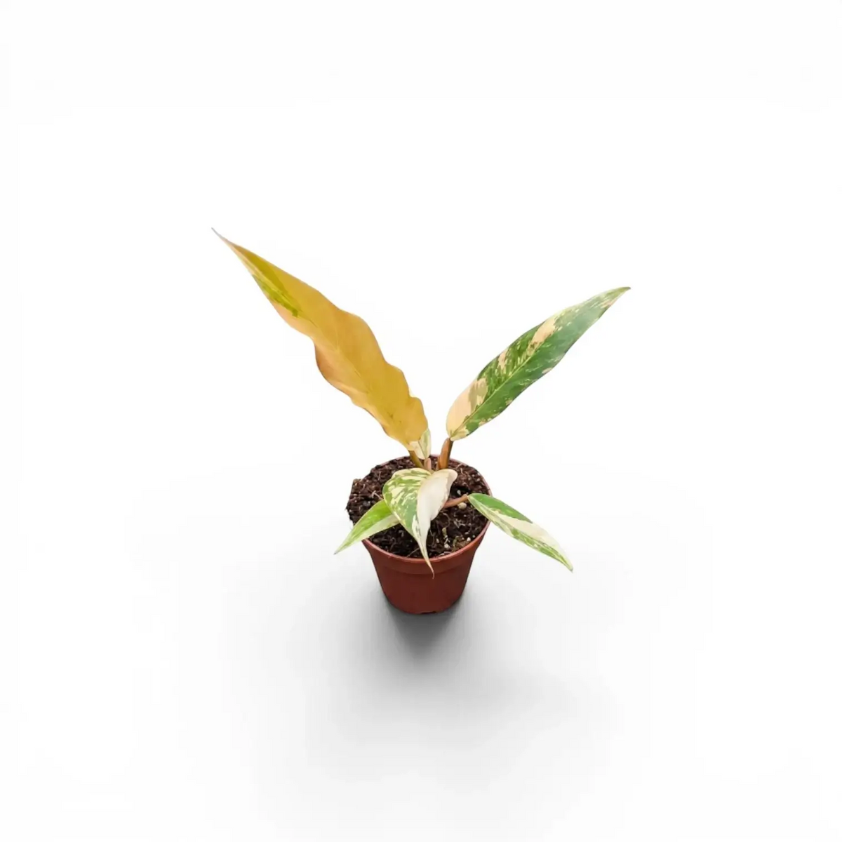 Philodendron 'Caramel Marble' als Baby-Pflanze im Kulturtopf.