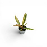 Philodendron 'Caramel Marble' als Baby-Pflanze im Kulturtopf.