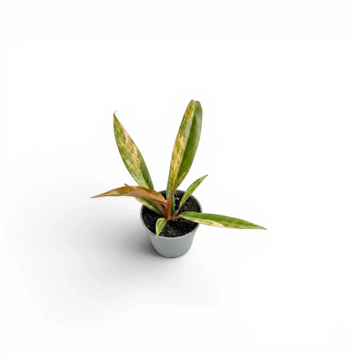 Philodendron 'Caramel Marble' als Baby-Pflanze im Kulturtopf.