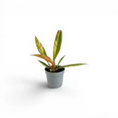 Philodendron 'Caramel Marble' als Baby-Pflanze im Kulturtopf.