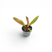 Philodendron 'Caramel Marble' als Baby-Pflanze im Kulturtopf.