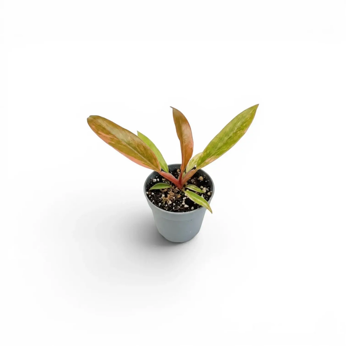 Philodendron 'Caramel Marble' als Baby-Pflanze im Kulturtopf.