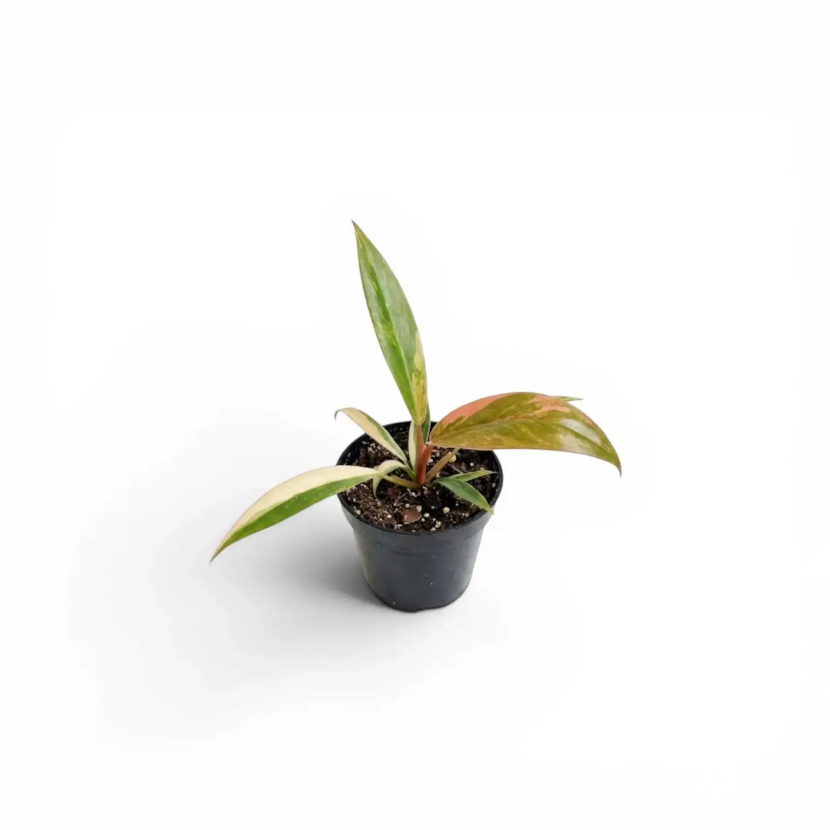 Philodendron 'Caramel Marble' als Baby-Pflanze im Kulturtopf.