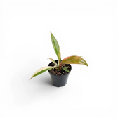 Philodendron 'Caramel Marble' als Baby-Pflanze im Kulturtopf.