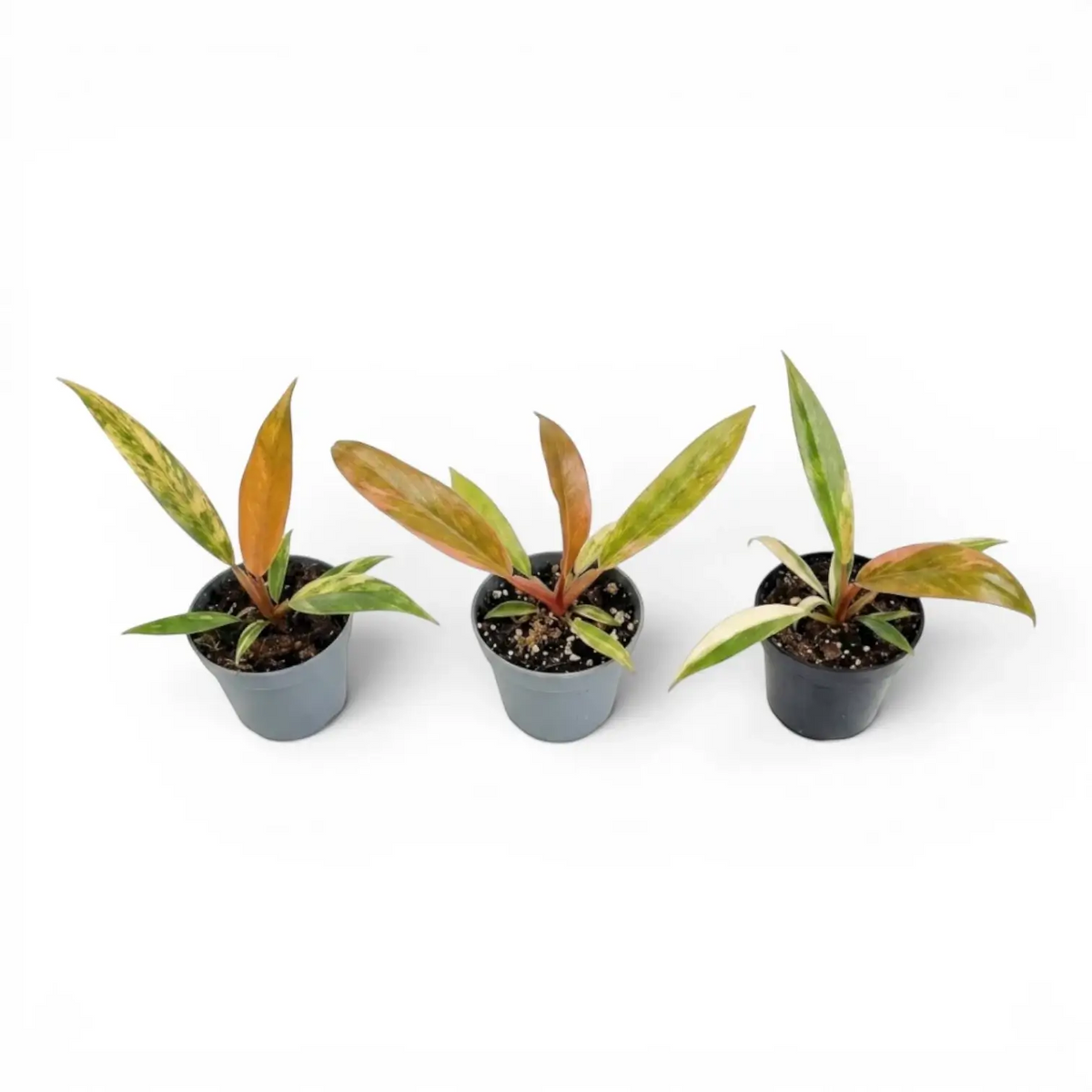 Drei Baby-Pflanzen von Philodendron 'Caramel Marble' in Kulturtöpfen.