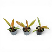 Drei Baby-Pflanzen von Philodendron 'Caramel Marble' in Kulturtöpfen.