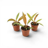 Drei Baby-Pflanzen von Philodendron 'Caramel Marble' in Kulturtöpfen.