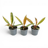 Drei Baby-Pflanzen von Philodendron 'Caramel Marble' in Kulturtöpfen.