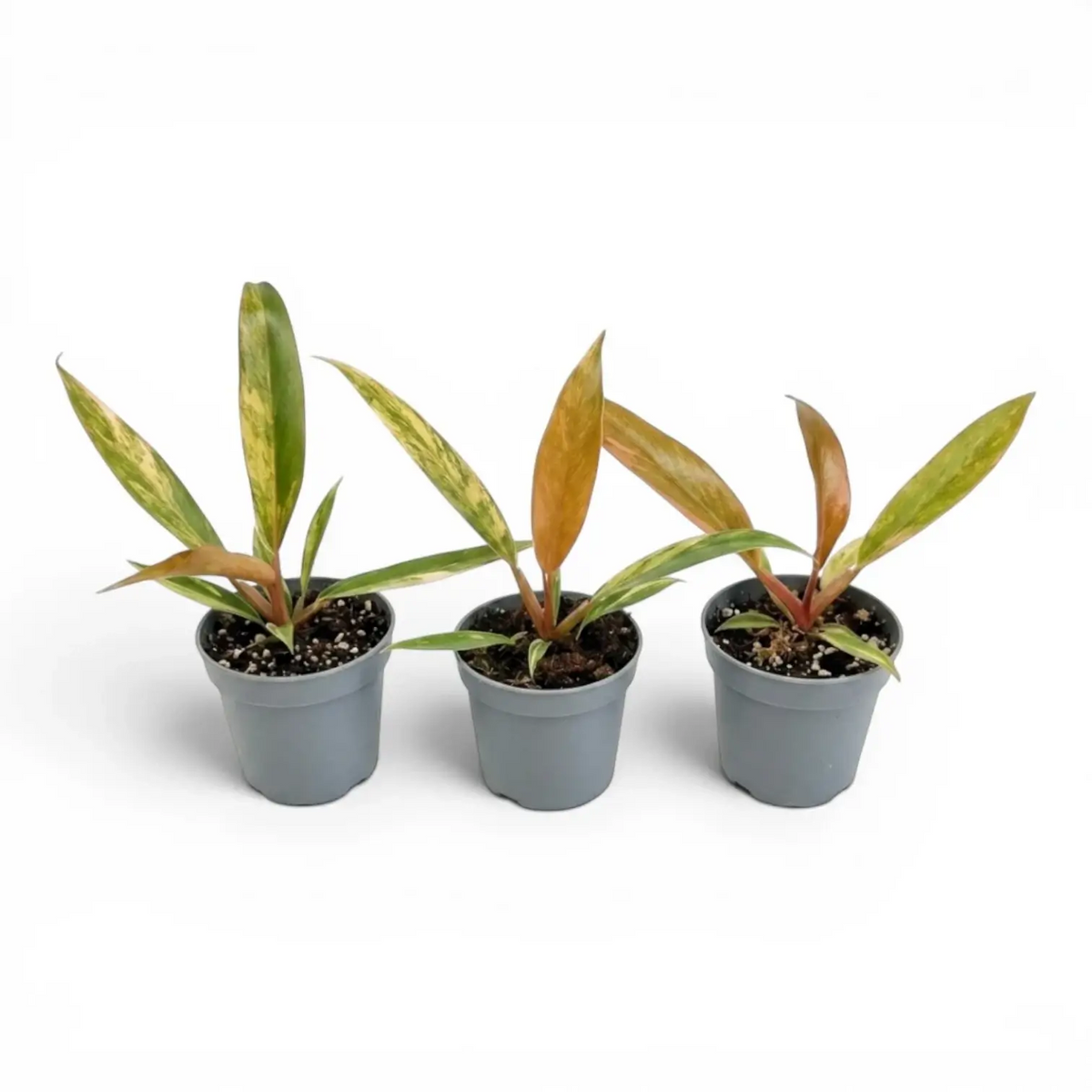 Drei Baby-Pflanzen von Philodendron 'Caramel Marble' in Kulturtöpfen.