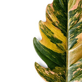 Blätter von Philodendron 'Caramel Marble' in Nahaufnahme.