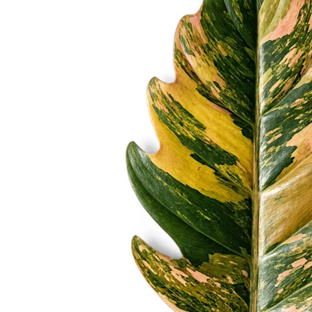 Blätter von Philodendron 'Caramel Marble' in Nahaufnahme.