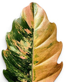 Blätter von Philodendron 'Caramel Marble' in Nahaufnahme.