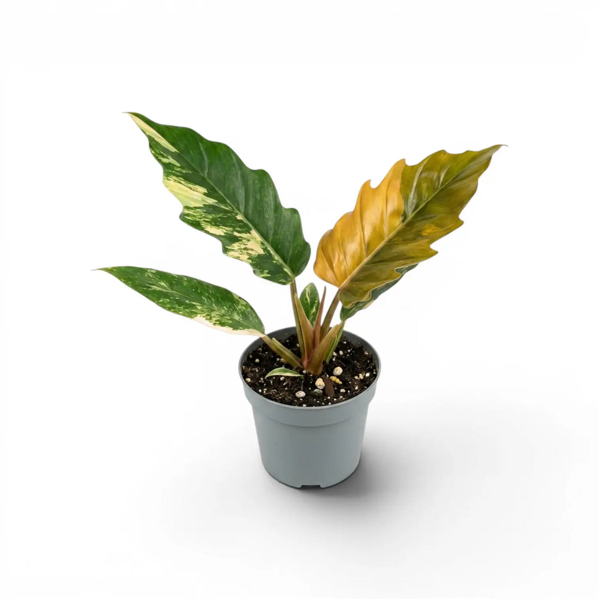 Philodendron 'Caramel Marble' im Kulturtopf.
