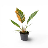 Philodendron 'Caramel Marble' im Kulturtopf.