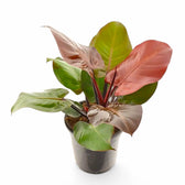 Philodendron 'Cherry red' Zimmerpflanze im Anzuchttopf vor weißem Hintergrund, Produktfoto 2.