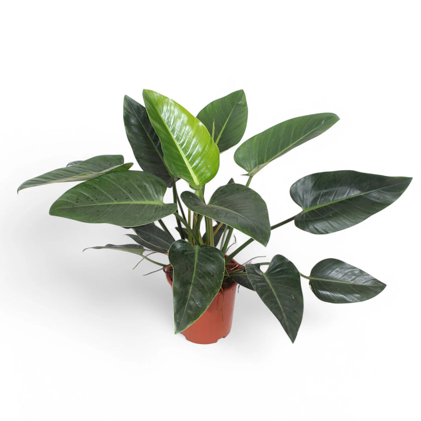 Philodendron 'Congo Green' potted plant in nursery pot on white background.