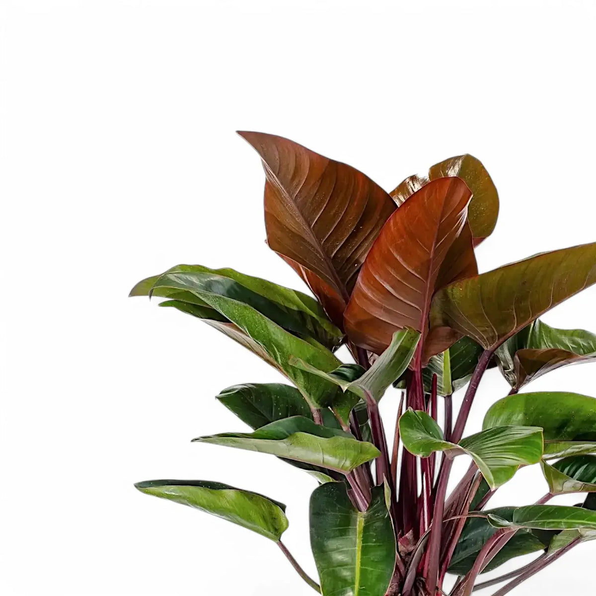 Philodendron 'Congo Rojo' foliage close-up with bronze-red new leaves and burgundy stems on white background.