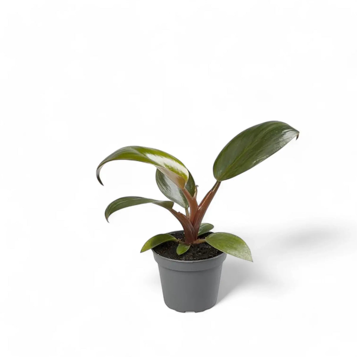 Philodendron 'Congo Rojo' potted plant in nursery pot on white background.