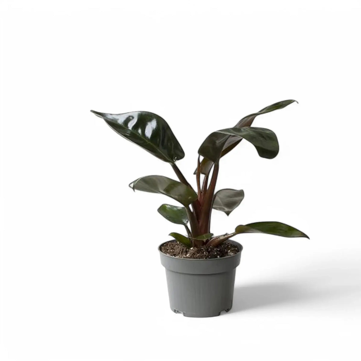 Philodendron 'Congo Rojo' potted plant in nursery pot on white background.
