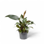 Philodendron 'Congo Rojo' potted plant in nursery pot on white background.