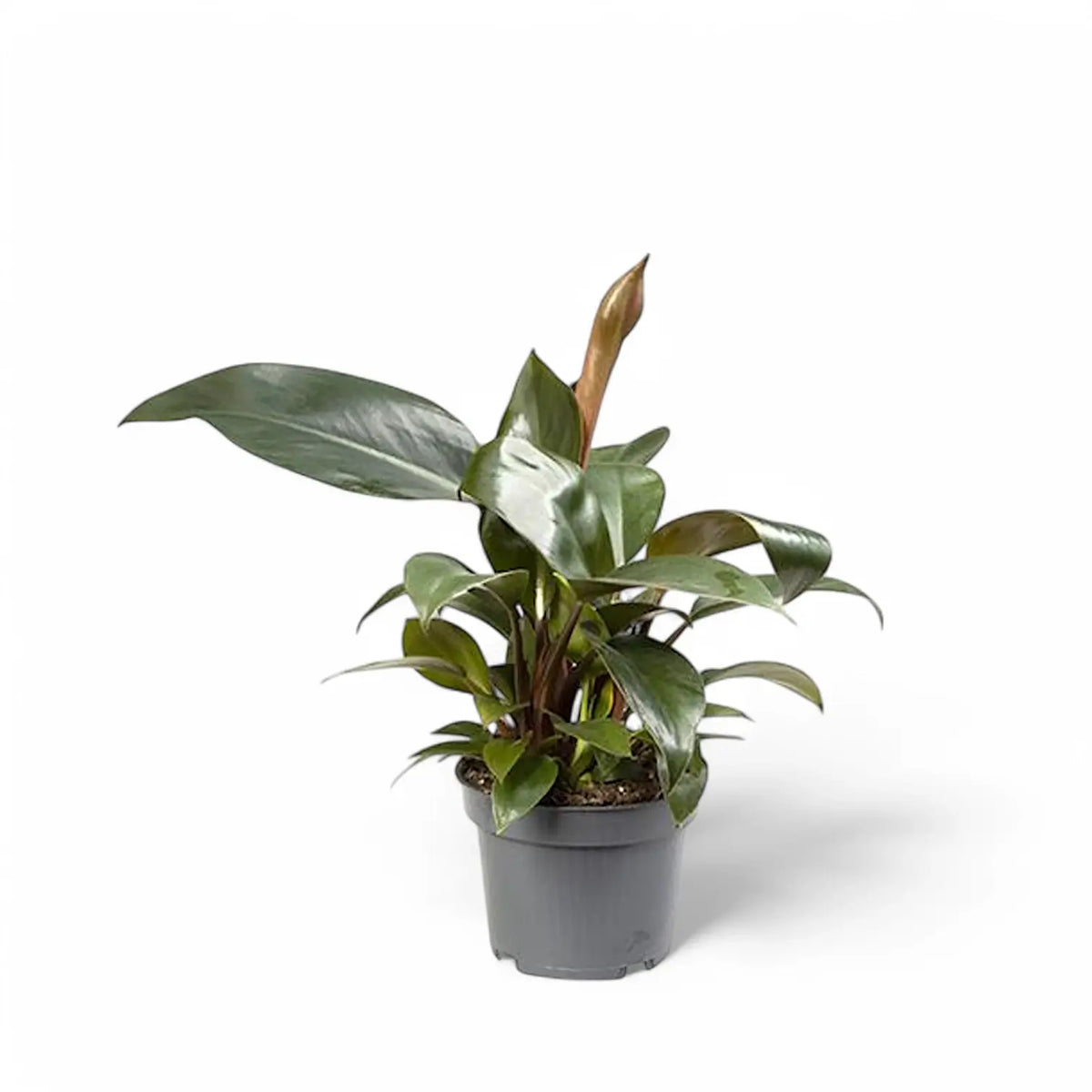 Philodendron 'Congo Rojo' potted plant in nursery pot on white background.