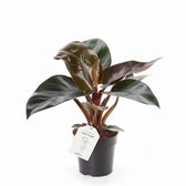 Philodendron 'Congo Rojo' potted plant in nursery pot on white background.