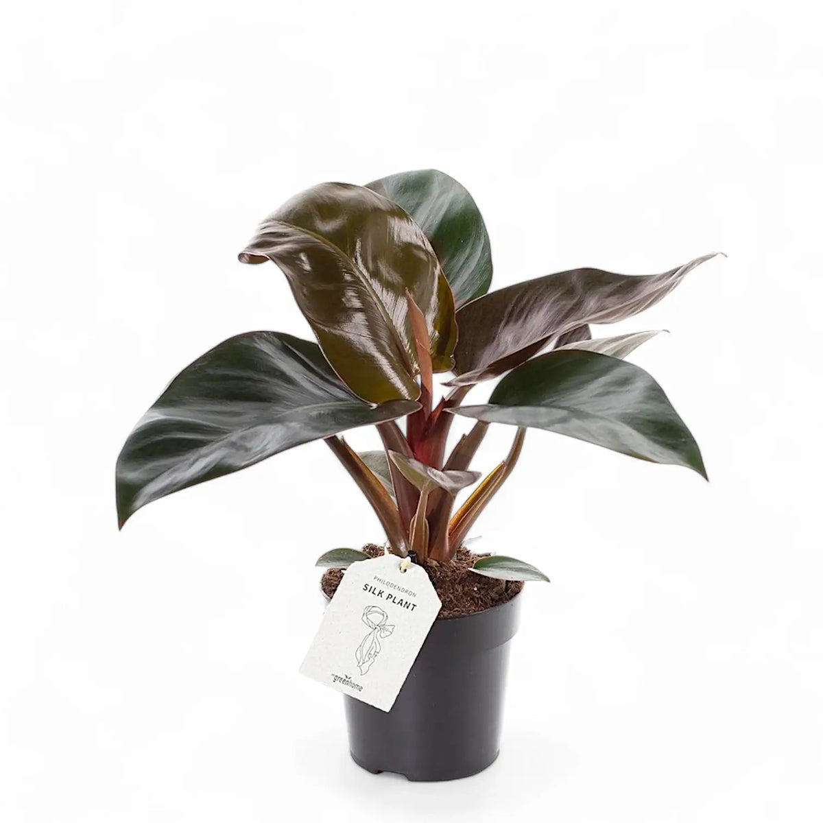 Philodendron 'Congo Rojo' potted plant in nursery pot on white background.