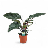 Philodendron 'Congo Rojo' potted plant in nursery pot on white background.
