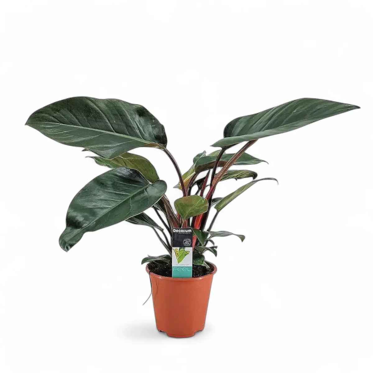 Philodendron 'Congo Rojo' potted plant in nursery pot on white background.