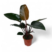 Philodendron 'Congo Rojo' potted plant in nursery pot on white background.