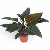 Philodendron 'Congo Rojo' potted plant in nursery pot on white background.