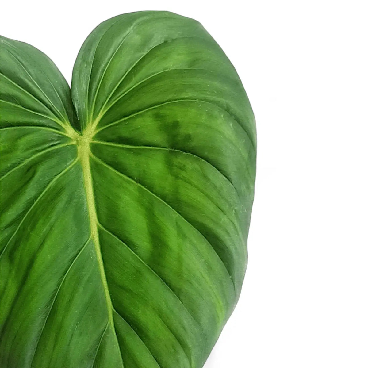 Philodendron 'Dean McDowell' (gloriosum x pastazanum) leaf detail on white background.