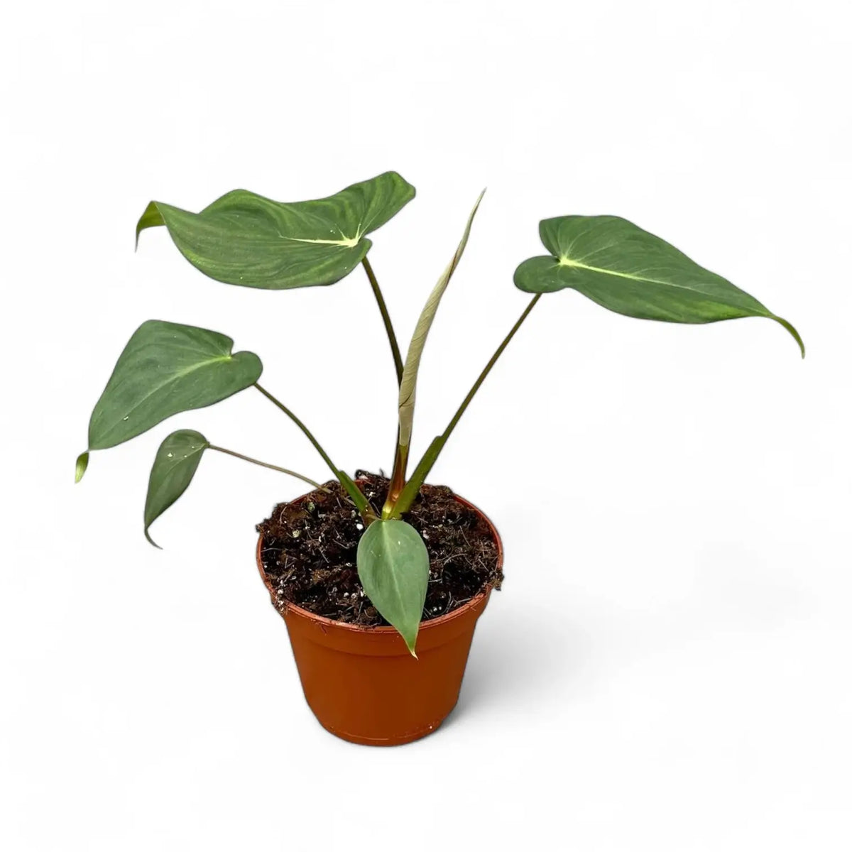 Philodendron 'Dean McDowell' (gloriosum x pastazanum) potted plant in nursery pot on white background.
