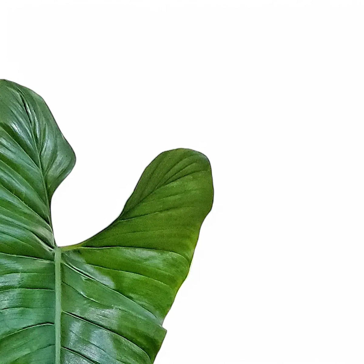 Philodendron deflexum leaf close-up on white background.