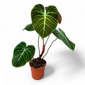 Philodendron 'El Choco red' (Philodendron rubrijuvenile) potted plant in nursery pot on white background.