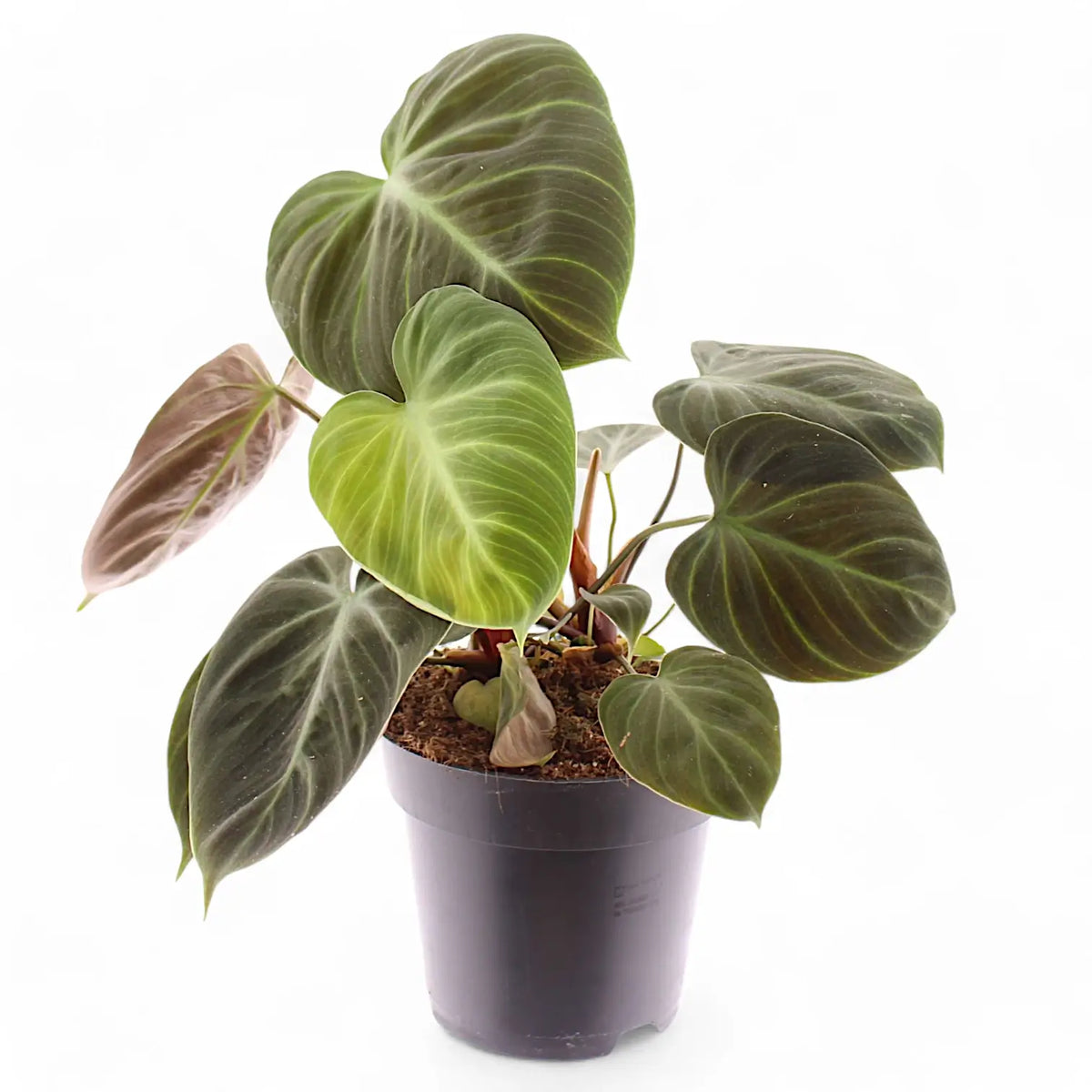 Philodendron 'El Choco red' (Philodendron rubrijuvenile) potted plant in nursery pot on white background.