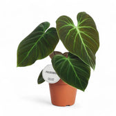 Philodendron 'El Choco red' (Philodendron rubrijuvenile) potted plant in nursery pot on white background.